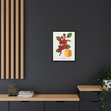 Japan Quince tree lithograph. Digitally enhanced from our own original 1900 edition plates of Botanical Specimen published by Rochester Lithographing