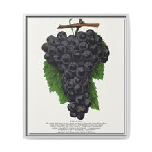 Early Ohio grape lithograph. Digitally enhanced from our own original 1900 edition plates of Botanical Specimen published by Rochester Lithographing - NOMADEN ART GALLERY