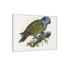 Red-Vented Parrot (Amazona martinicana) colored wood-engraved plate by Alexander Francis Lydon