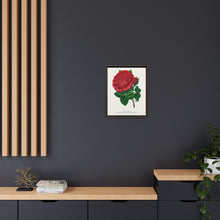 Red rose, American Beauty lithograph. Digitally enhanced from our own original 1900 edition plates of Botanical Specimen published by Rochester Lithographing