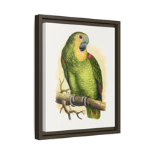 Blue-Fronted Amazon (Amazona aestiva) colored wood-engraved plate by Alexander Francis Lydon