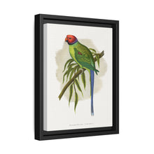 Blossom-Headed Parrakeet (Psittacula roseata) colored wood-engraved plate by Alexander Francis Lydon. - NOMADEN ART GALLERY