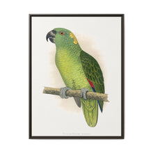 Yellow-Naped Amazon (Amazona auropalliata) colored wood-engraved plate by Alexander Francis Lydon - NOMADEN ART GALLERY