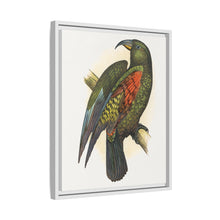 Mountain Parrot (Nestor notabilis) colored wood-engraved plate by Alexander Francis Lydon