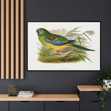 Turquoisine (Neophema pulchella) colored wood-engraved plate by Alexander Francis Lydon