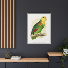 Double-Fronted or Le Vaillant's Amazon (Amazona oratrix) colored wood-engraved plate by Alexander Francis Lydon.