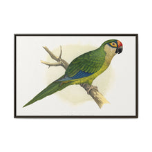 Golden-Crowned Conure (Aratinga auricapillus) colored wood-engraved plate by Alexander Francis Lydon - NOMADEN ART GALLERY