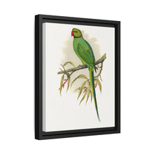 Ring-Necked or Bengal Parakeet (Psittacula columboides) colored wood-engraved plate by Alexander Francis Lydon - NOMADEN ART GALLERY
