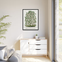 Hardy Magnolia tree lithograph. Digitally enhanced from our own original 1900 edition plates of Botanical Specimen published by Rochester Lithographing