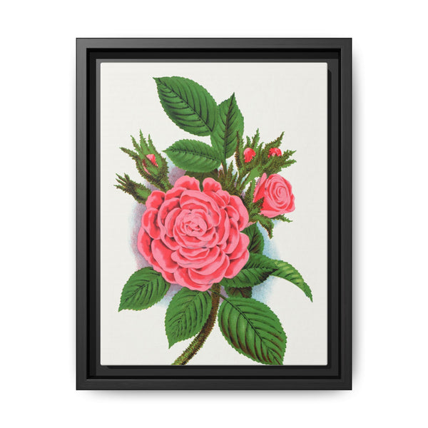 Pink rose, Salet Moss lithograph. Digitally enhanced from our own original 1900 edition plates of Botanical Specimen published by Rochester Lithographing - NOMADEN ART GALLERY