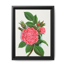 Pink rose, Salet Moss lithograph. Digitally enhanced from our own original 1900 edition plates of Botanical Specimen published by Rochester Lithographing - NOMADEN ART GALLERY