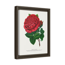 Red rose, American Beauty lithograph. Digitally enhanced from our own original 1900 edition plates of Botanical Specimen published by Rochester Lithographing