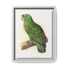 Many-Coloured Parrakeet (Psephotellus varius) colored wood-engraved plate by Alexander Francis Lydon - NOMADEN ART GALLERY