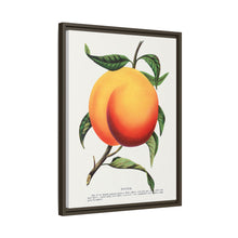 Foster peach lithograph. Digitally enhanced from our own original 1900 edition plates of Botanical Specimen published by Rochester Lithographing