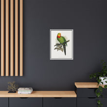Barraband's Parakeet (Polytelis swainsonii) colored wood-engraved plate by Alexander Francis Lydon