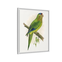 Petz's Conure (Aratinga canicularis) colored wood-engraved plate by Alexander Francis Lydon