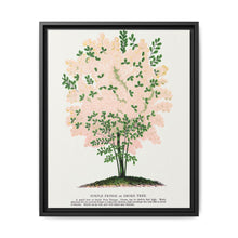 Purple Fringe tree lithograph. Digitally enhanced from our own original 1900 edition plates of Botanical Specimen published by Rochester Lithographing - NOMADEN ART GALLERY