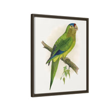 Petz's Conure (Aratinga canicularis) colored wood-engraved plate by Alexander Francis Lydon