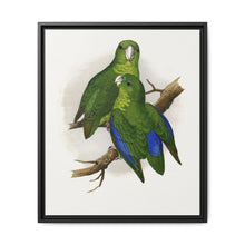 Passerine or Blue-winged Parrakeet (Psittacula columboides) colored wood-engraved plate by Alexander Francis Lydon - NOMADEN ART GALLERY