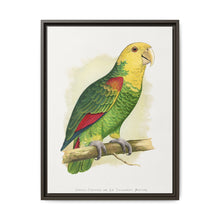 Double-Fronted or Le Vaillant's Amazon (Amazona oratrix) colored wood-engraved plate by Alexander Francis Lydon. - NOMADEN ART GALLERY