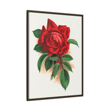 Red rose, Alfred Colomb lithograph. Digitally enhanced from our own original 1900 edition plates of Botanical Specimen published by Rochester Lithographing