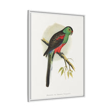 Beautiful or Paradise Parrakeet (Psephotus pulcherrimus) colored wood-engraved plate by Alexander Francis Lydon