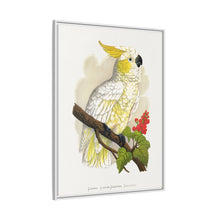 Kleiner Zitronenhaubenkakadu (Cacatua sulphurea) farbige Holzstichplatte von Alexander Francis Lydon