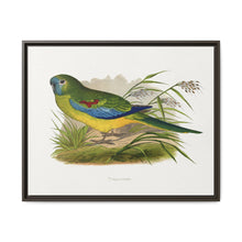 Turquoisine (Neophema pulchella) colored wood-engraved plate by Alexander Francis Lydon - NOMADEN ART GALLERY