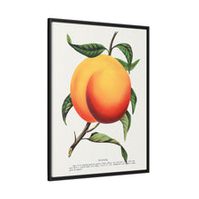 Foster peach lithograph. Digitally enhanced from our own original 1900 edition plates of Botanical Specimen published by Rochester Lithographing