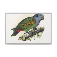 Red-Vented Parrot (Amazona martinicana) colored wood-engraved plate by Alexander Francis Lydon - NOMADEN ART GALLERY