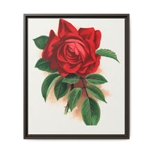 Red rose, Alfred Colomb lithograph. Digitally enhanced from our own original 1900 edition plates of Botanical Specimen published by Rochester Lithographing - NOMADEN ART GALLERY