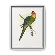 Carolina Parrot (Conuropsis carolinensis) colored wood-engraved plate by Alexander Francis Lydon. - NOMADEN ART GALLERY