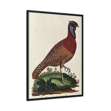 A horned Indian pheasant standing on the grass by J. Pass after J. E. Ihle.