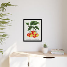 Gov Wood cherry lithograph. Digitally enhanced from our own original 1900 edition plates of Botanical Specimen published by Rochester Lithographing