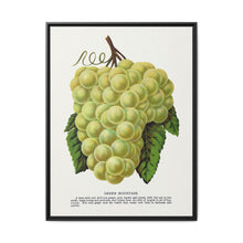 Green Mountain grape lithograph. Digitally enhanced from our own original 1900 edition plates of Botanical Specimen published by Rochester Lithographing - NOMADEN ART GALLERY