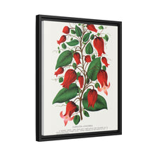 Prunus Triloba flower lithograph. Digitally enhanced from our own original 1900 edition plates of Botanical Specimen published by Rochester Lithographing