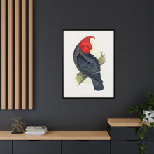 Gang-Gang Cockatoo (Callocephalon fimbriatum) colored wood-engraved plate by Alexander Francis Lydon