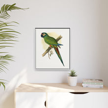 llliger's Macaw (Primolius maracana) colored wood-engraved plate by Alexander Francis Lydon