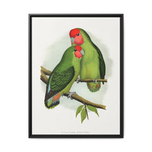 Rosy-Faced Love-Bird (Agapornis roseicollis) colored wood-engraved plate by Alexander Francis Lydon. - NOMADEN ART GALLERY