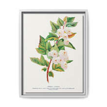 Spirea Aurea flowers lithograph. Digitally enhanced from our own original 1900 edition plates of Botanical Specimen published by Rochester Lithographing - NOMADEN ART GALLERY