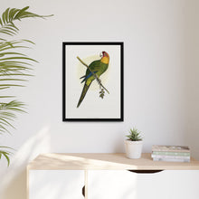 Carolina Parrot (Conuropsis carolinensis) colored wood-engraved plate by Alexander Francis Lydon.