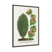 Tartarian, Upright Honeysuckle bush lithograph. Digitally enhanced from our own original 1900 edition plates of Botanical Specimen published by Rochester Lithographing