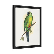 Masked Parrakeet (Prosopeia personata) colored wood-engraved plate by Alexander Francis Lydon
