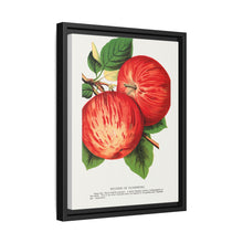 Duchess of Oldenburg apples lithograph from Botanical Specimen published by Rochester Lithographing