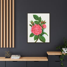 Pink rose, Salet Moss lithograph. Digitally enhanced from our own original 1900 edition plates of Botanical Specimen published by Rochester Lithographing