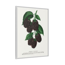 Lucretia Dewberry lithograph. Digitally enhanced from our own original 1900 edition plates of Botanical Specimen published by Rochester Lithographing