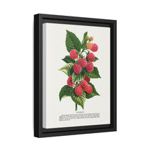 Cuthbert raspberry lithograph. Digitally enhanced from our own original 1900 edition plates of Botanical Specimen published by Rochester Lithographing - NOMADEN ART GALLERY