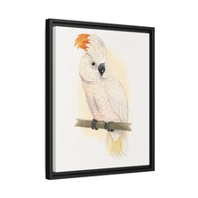 Great Salmon-Crested Cockatoo (CACATUA MOLUCCENSIS) colored wood-engraved plate by Alexander Francis Lydon.