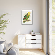 Double-Fronted or Le Vaillant's Amazon (Amazona oratrix) colored wood-engraved plate by Alexander Francis Lydon.