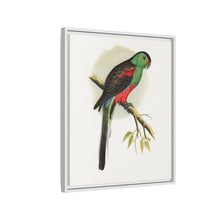 Beautiful or Paradise Parrakeet (Psephotus pulcherrimus) colored wood-engraved plate by Alexander Francis Lydon